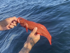 Brosmophycis marginata