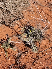 Sida calyxhymenia