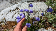 Campanula alaskana