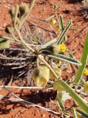 Sida calyxhymenia