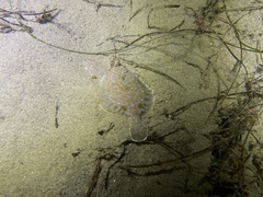 Pleuronichthys verticalis