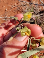 Sida calyxhymenia