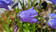 Campanula alaskana