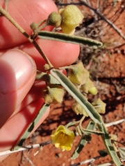 Sida calyxhymenia