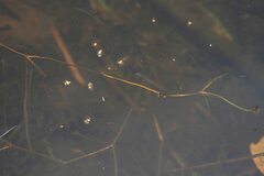 Potamogeton compressus