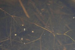 Potamogeton compressus