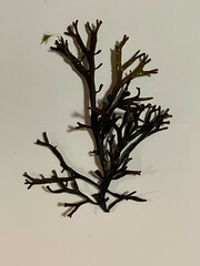 Ascophyllum nodosum