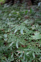 Galium intermedium
