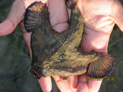 Ogcocephalus