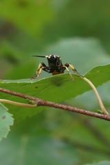 Protichneumon pisorius