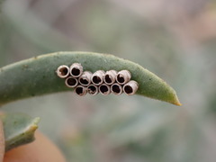 Murgantia histrionica