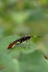Protichneumon pisorius