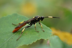 Protichneumon pisorius