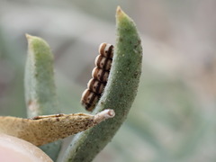 Murgantia histrionica