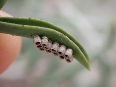 Murgantia histrionica