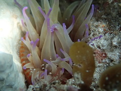 Epiactis australiensis