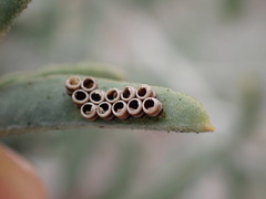 Murgantia histrionica