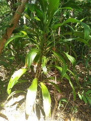 Cordyline manners-suttoniae