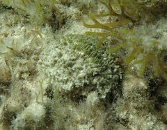 Clathrina