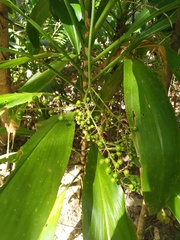 Cordyline manners-suttoniae