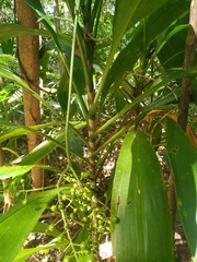 Cordyline manners-suttoniae