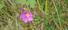 Geranium strictipes