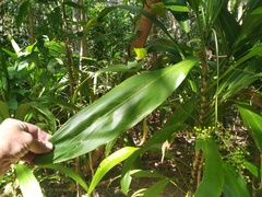 Cordyline manners-suttoniae