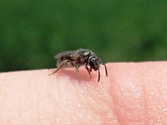 Lasioglossum hitchensi