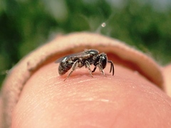 Lasioglossum hitchensi