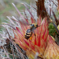 Bombus sonorus