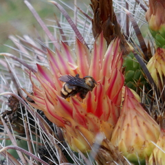 Bombus sonorus