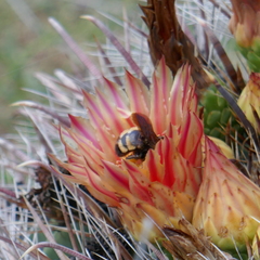 Bombus sonorus