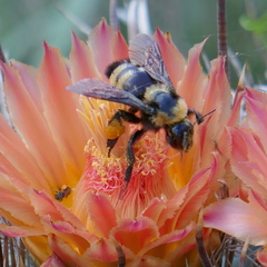 Bombus sonorus