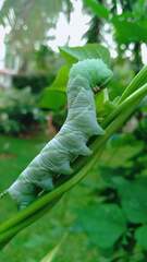 Acherontia
