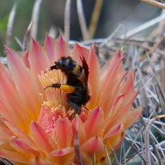 Bombus sonorus
