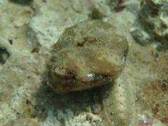Cryptoplax striata
