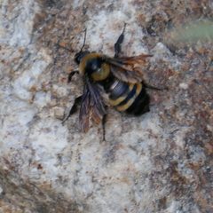 Bombus sonorus
