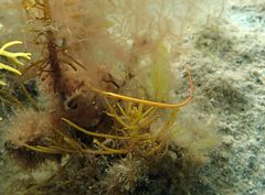 Stigmatopora narinosa