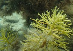 Stigmatopora narinosa