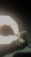 Procambarus truculentus