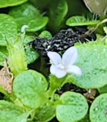 Pogogyne serpylloides