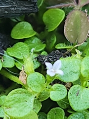 Pogogyne serpylloides