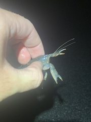 Procambarus truculentus