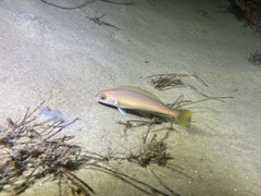 Caulolatilus princeps