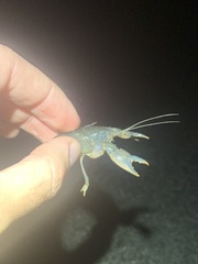 Procambarus truculentus