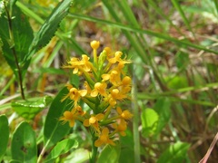 Platanthera cristata