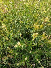 Croton bonplandianus