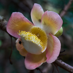 Couroupita guianensis