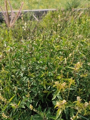 Croton bonplandianus