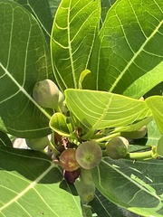 Ficus pedunculosa